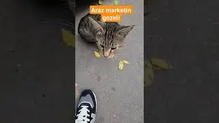 araz marketin gozeli #adventurouscats