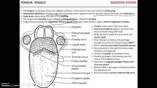 Lecture #11 - Digestive system