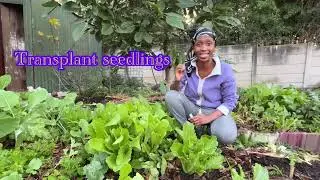 How to deal with overcrowding in your small garden : Chinese cabbage 🇿🇦