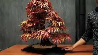 Bonsai artificiale - Maya - acero rosso