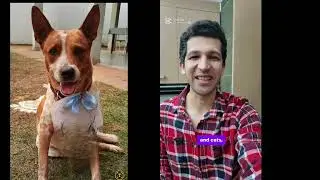Kingdom of Pets: Learn How to Teach Your Pets