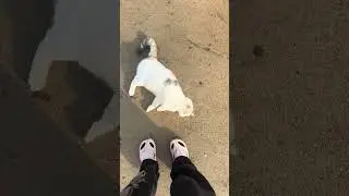 가으리랑 산책