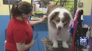 Local pet groomer now certified as professional animal care operator