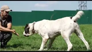 Царственный САО Муфаса 🍀 ищет 🏠❗Постов описании к 🎥 #dog #собака #animals #животные #алабай #alabai 