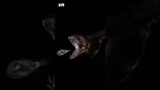 Incredibly stretchy fish 😱