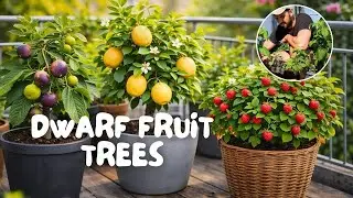 5 Dwarf Fruit Trees That Thrive in Pots (No Garden Needed)