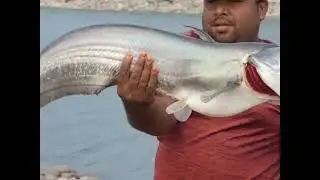 River Jhelum Fishing Guide | Carp, Mahseer & Trout in Punjab #fishinginpakistan #fishing