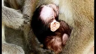 Welcome newborn baby monkey,  Baby just born in Carbzilla Group, Baby sleeping drink milk of mom