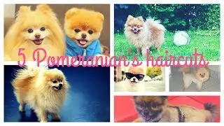 5 Pomeranian's haircuts ideas // 5 id&eacute;es de toilettage pour spitz nain