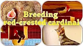 Red-crested cardinal - breeding in community aviary /cardeal / Paroaria coronata