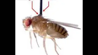 The Cyborg Fly Project