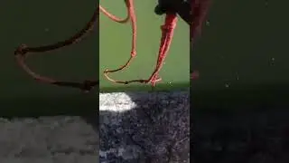 Magnet fishing in Raywick,Ky (heavy bridge piece found)