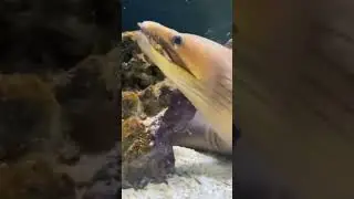 Super Rare VIPER Moray!  My friends old white edge Viper Moray Eel