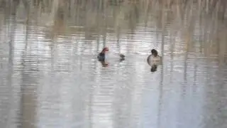 Redheads Aythya americana
