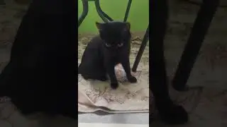 #cat #catlover #animals #kitten #happy #смешные #love #funnycats #животные #animals #кот
