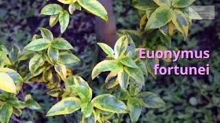 Euonymus fortunei Growing Guide (Winter Creeper) by GardenersHQ