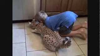 Кошка ашера играется с ребёнком / Ashera cat plays with a child
