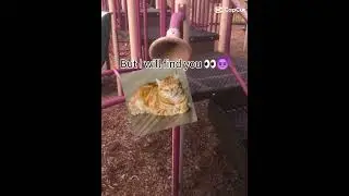 cats overexaggerate about everything