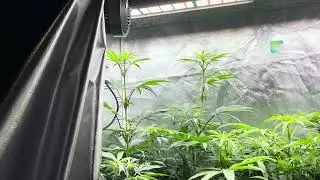 Day 14 frozen bag phenos from Robinhood seeds by thc titan feeding heavy 16 and floraflex lighting