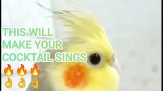 THIS WILL MAKE YOUR COCKTAIL SINGS 🔥🔥🔥👌👌👌