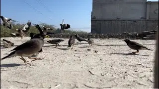 Hidden Camera Captures Birds Enjoying Food on Rooftop 🕊️✨