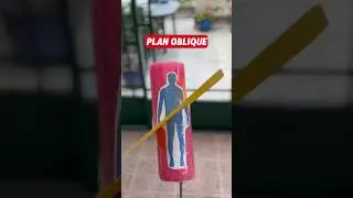 Les axes et plans anatomiques en 60 secondes