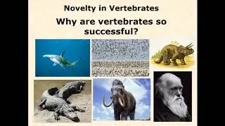 3.2.3 Vertebrate Key Innovations
