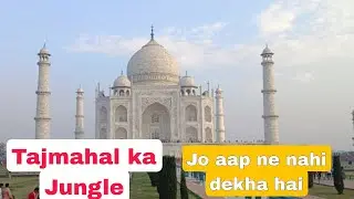 tajmahal ka Jungle Agra ke tajmahal ka Jungle