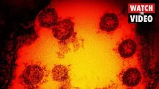 &lsquo;Son of Omicron&rsquo; detected in Australia