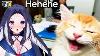 Shylily Reacts To Funny Cat Memes to Watch When You Can't Sleep 🦐