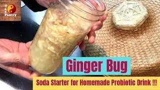 Ginger Bug Soda Starter for Homemade Probiotic Drinks