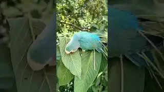 BEAUTIFUL❤️BIRD🦜VIDEO . #bird #birdslover #birdsvideo#shorts #animalsfun