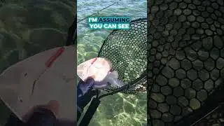 IF YOU Tickle a Banjo Shark Do THEY SMILE?