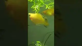 LEMME SMASH FISH MEME BOY MOLLY AND FAT GIRL FAT ASS MOLLY