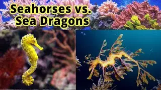 Морские коньки и морские драконы: как их отличить???