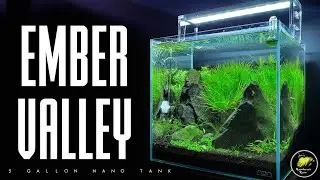 Ember Tetra & Scarlet Badis 5 Gallon Aquascape