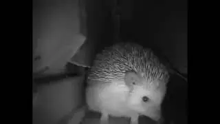 Hedgehog sneezes(Explosion meme)
