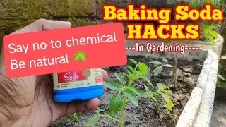 Baking soda Hacks/ baking soda in gardening / organic fertilizer 