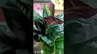 अब सजाएं अपना घर। home decoration artificial plants  #shorts #fgcstore