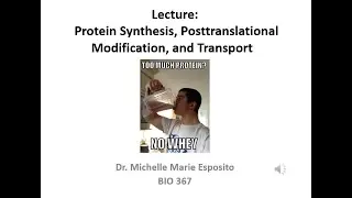BIO 367 Biochemistry Narrated Lesson on Protein Synthesis, Posttranslational Modification, Transport