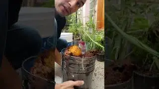 Compostera Casera para espacios peque&ntilde;os Pt.8