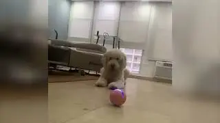 Starcy Remote Control RGB LED Light Interactive Magic Pet Ball - Dog Toys