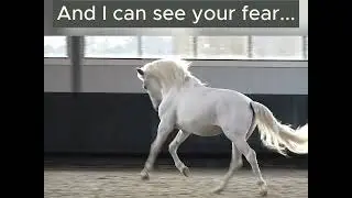 You are safe now - Horse trained for bull fighting