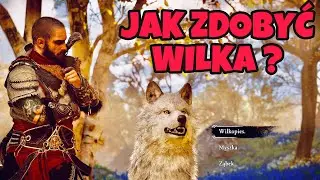 Assassin's Creed Valhalla PL Jak zdobyć Wilka / How To Unlock Wolf Companion