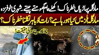 Danger in Margalla Hills: Leopards Roaming Freely | Citizens Afraid | NEO News