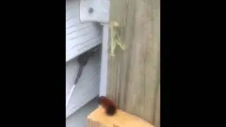 Missed meal.praying mantis vs. Caterpillar.