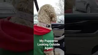 Fusion Gaming 2 Shorts:My Pupperoo Looking Outside Again