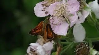 Large Skipper