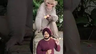 This Funny Monkey Video Carries a Deep Message for Humans.
