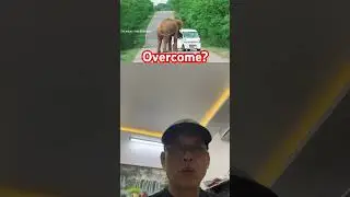 Overcome#WildElephant#RoadBlock#Funny#Humor#BrackingTheLaw